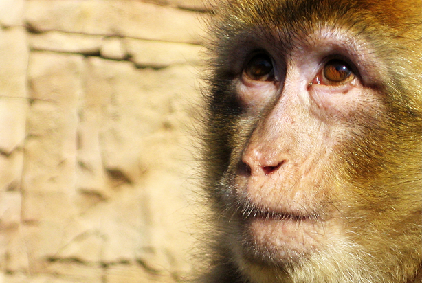 Monkeys