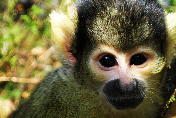 Monkeys