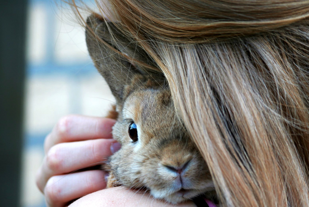 Rabbit