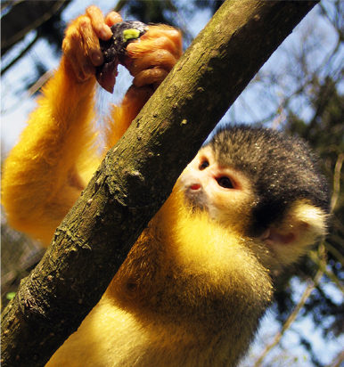 Monkeys