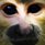 Monkeys