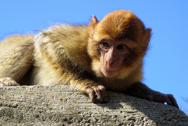 Monkeys