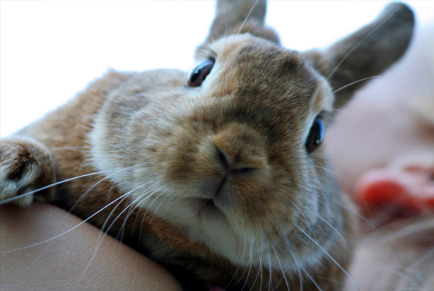 Rabbit